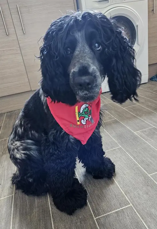 Digger the spaniel wearing a KP Solutions bandana